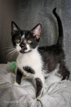 Richi -  Domestic Short Hair Cat for Adoption in Elmwood, Louisiana - Richi | PetCurious