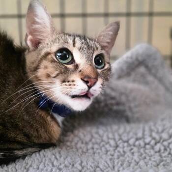 Domestic Short Hair Cats Available for Adoption - Tiger | PetCurious
