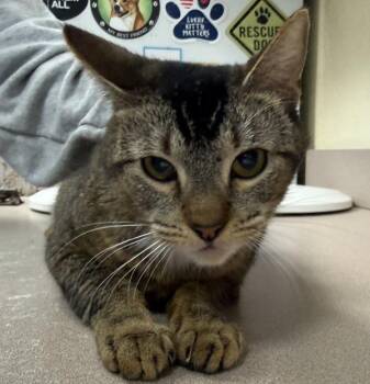 Abyssinian and Domestic Short Hair Cats Available for Adoption - J J | PetCurious