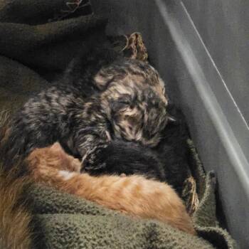 Domestic Short Hair Cats Available for Adoption - Bubbles | PetCurious