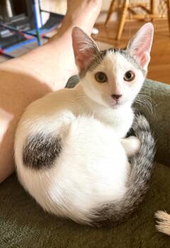 Opal -  Tabby Cat for Adoption in Bentonville, Arkansas - Opal | PetCurious