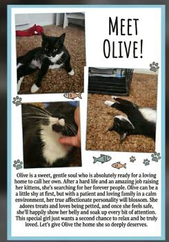 Domestic Short Hair Cats Available for Adoption in Brigham City, Utah - Olive | PetCurious