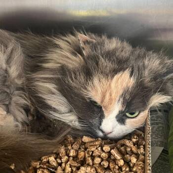Domestic Long Hair Cats Available for Adoption - Paisley | PetCurious
