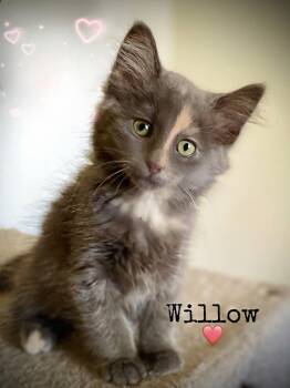 Willow -  Domestic Long Hair and Maine Coon Cat for Adoption in Dansville, New York - Willow | PetCurious