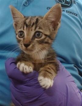 LENY -  Domestic Short Hair Cat for Adoption in Doral, Florida - LENY | PetCurious