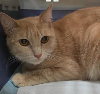 Goldielocks -  American Shorthair Cat for Adoption in Trenton, New Jersey - Goldielocks | PetCurious