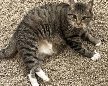 Fawn, Willow Grove Area (FCID 05/31/2023-16) -  Tabby and Tuxedo Cat for Adoption in Greenville, Delaware - Fawn, Willow Grove Area (FCID 05/31/2023-16) | PetCurious