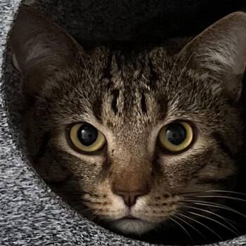 Domestic Short Hair Cats Available for Adoption - Little | PetCurious