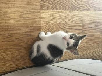 Dora -  Domestic Short Hair Cat for Adoption in Spencer, Massachusetts - Dora | PetCurious