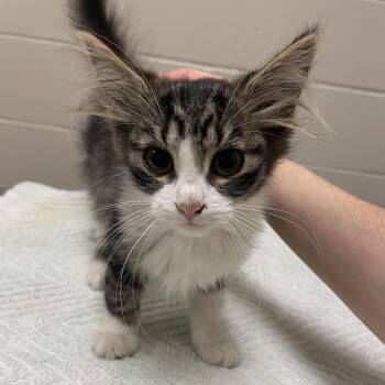 Paprika -  Domestic Medium Hair Cat for Adoption in Bristol, Indiana - Paprika | PetCurious