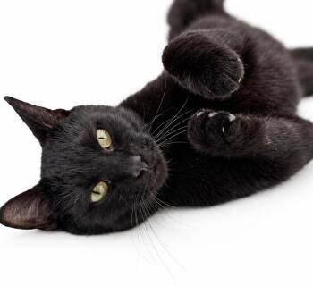 meet PANTHER - king of the PURRS and SNUGGLES -  Bombay Cat for Adoption in Bedford Hills, New York - Meet PANTHER - King Of The PURRS And SNUGGLES | PetCurious