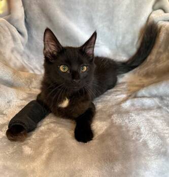 Black Bart 26 -  Maine Coon and Domestic Medium Hair Cat for Adoption in Nashville, Tennessee - Black Bart 26 | PetCurious
