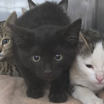 Rescue Domestic Short Hair Cats for Adoption in Idaho Falls, Idaho - Tuna | PetCurious