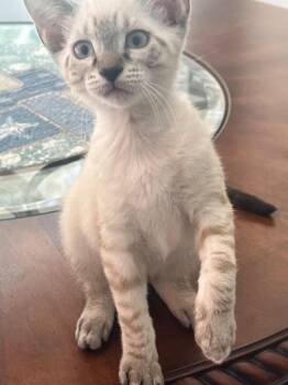 Sanibel and Amelia -  Domestic Short Hair Cat for Adoption in New York, New York - Sanibel And Amelia | PetCurious