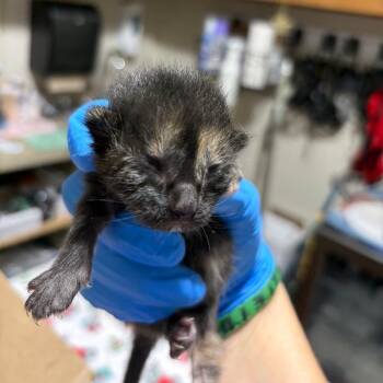 SAS-A-91161 -  Domestic Short Hair Cat for Adoption in Milton, Florida - SAS-A-91161 | PetCurious