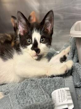 Domestic Short Hair Cats Available for Adoption in Conroe, Texas - LILO | PetCurious