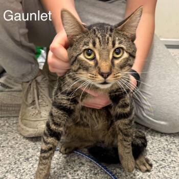 Domestic Short Hair Cats Available for Adoption in Buffalo, Minnesota - Gauntlet *Meet Me At Eagan Petsmart* | PetCurious