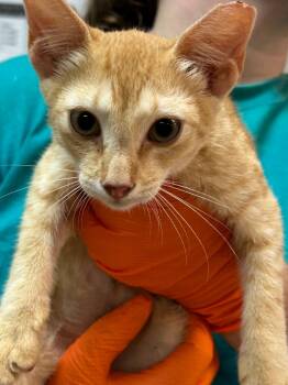 Blaze -  Tabby Cat for Adoption in Nacogdoches, Texas - Blaze | PetCurious