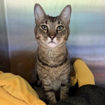 ZEUS -  Domestic Short Hair Cat Available for Adoption in Methuen, Massachusetts - ZEUS | PetCurious