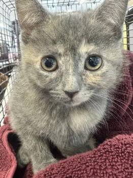 Pearl -  Domestic Short Hair Cat for Adoption in West Chester, Pennsylvania - Pearl | PetCurious