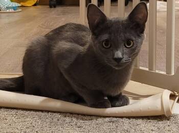Fig -  Domestic Short Hair Cat for Adoption in Evergreen, Colorado - Fig | PetCurious