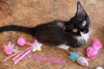 Florentina 0384 -  Domestic Medium Hair Cat Available for Adoption in Dallas, Texas - Florentina 0384 | PetCurious