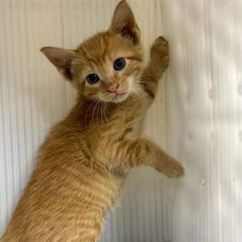 Google -  Domestic Short Hair Cat for Adoption in Pauls Valley, Oklahoma - Google | PetCurious