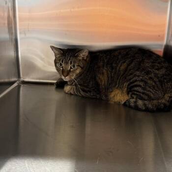 Mavi -  Domestic Short Hair Cat for Adoption in Saint Joseph, Missouri - Mavi | PetCurious