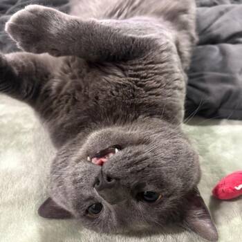 Beary -  Domestic Short Hair Cat for Adoption in Puslinch, Ontario - Beary | PetCurious
