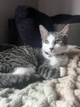 Rescue Domestic Short Hair and Tabby Cats for Adoption in Skyline, Minnesota - Chai | PetCurious