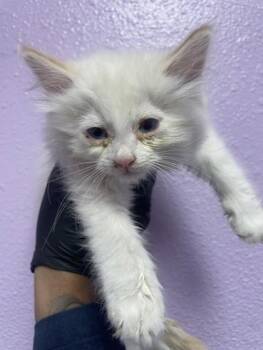61147128 -  Domestic Short Hair Cat for Adoption in El Paso, Texas - 61147128 | PetCurious