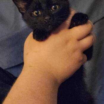 Salem -  Domestic Short Hair Cat for Adoption in Mount Pleasant, Texas - Salem | PetCurious