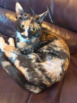 Rescue Domestic Short Hair Cats for Adoption in Campbell River, British Columbia - MYRA: ROCKSTAR MAMA | PetCurious