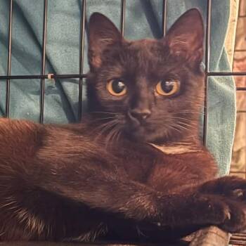 Domestic Short Hair Cats Available for Adoption in Washington, District Of Columbia - Noir (FKA Piper) | PetCurious