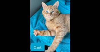 Domestic Short Hair Cats Available for Adoption - Chuck | PetCurious