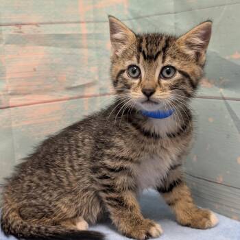 Domestic Short Hair Cats Available for Adoption in Spokane, Washington - Pugsley | PetCurious