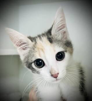 Domestic Short Hair Cats Available for Adoption in Savannah, Georgia - Allie | PetCurious