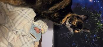 Khione -  Domestic Medium Hair and Calico Cat Available for Adoption in Evansville, Indiana - Khione | PetCurious