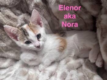ELEANOR -  Domestic Short Hair Cat for Adoption in Fort Myers, Florida - ELEANOR | PetCurious