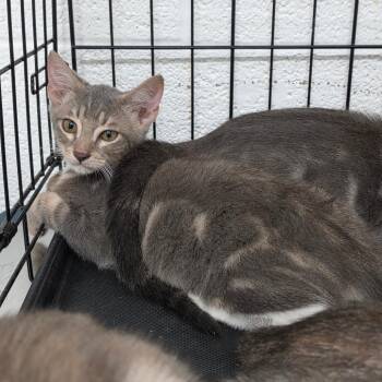 Zach -  Domestic Short Hair Cat for Adoption in Edinburg, Texas - Zach | PetCurious