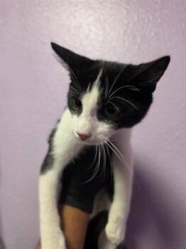 Buffalo -  Domestic Medium Hair Cat for Adoption in El Paso, Texas - Buffalo | PetCurious