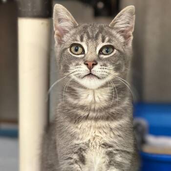Leonardo -  Domestic Short Hair Cat for Adoption in Port Washington, New York - Leonardo | PetCurious