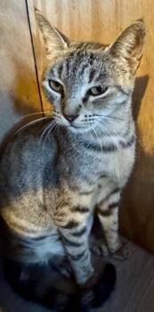 Necklace -  Domestic Short Hair Cat for Adoption in New Braunfels, Texas - Necklace | PetCurious