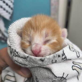 Buffalo Trace -  Domestic Short Hair Cat for Adoption in Leander, Texas - Buffalo Trace | PetCurious