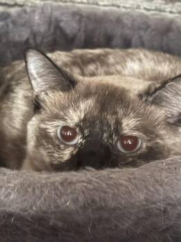 Rescue Siamese Cats for Adoption in Lee