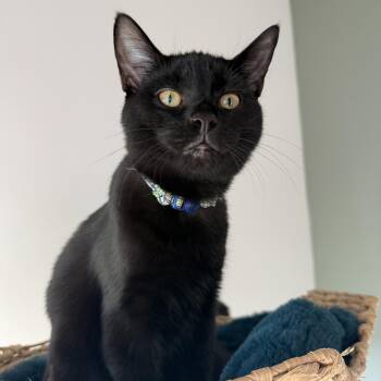 Soot (bonded with Sprite) -  Domestic Short Hair and Bombay Cat for Adoption in Rossville, Georgia - Soot (bonded With Sprite) | PetCurious