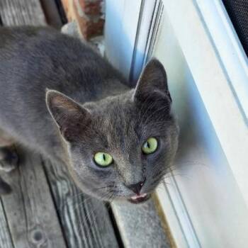 Willoughby -  Domestic Short Hair Cat for Adoption in Downers Grove, Illinois - Willoughby | PetCurious