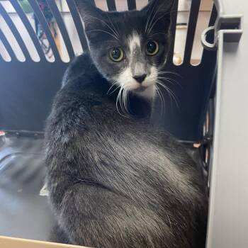 Florence -  Domestic Short Hair Cat for Adoption in Dickinson, Texas - Florence | PetCurious