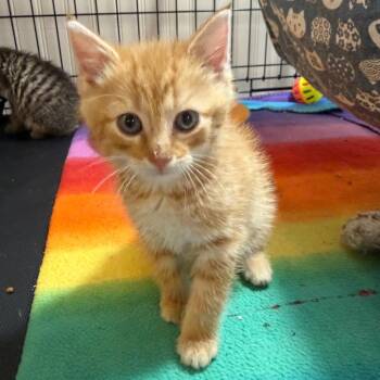Domestic Short Hair Cats Available for Adoption in Parkersburg, West Virginia - WRX | PetCurious
