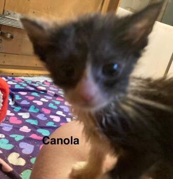 Canola -  Domestic Short Hair Cat for Adoption in Johnson City, Tennessee - Canola | PetCurious